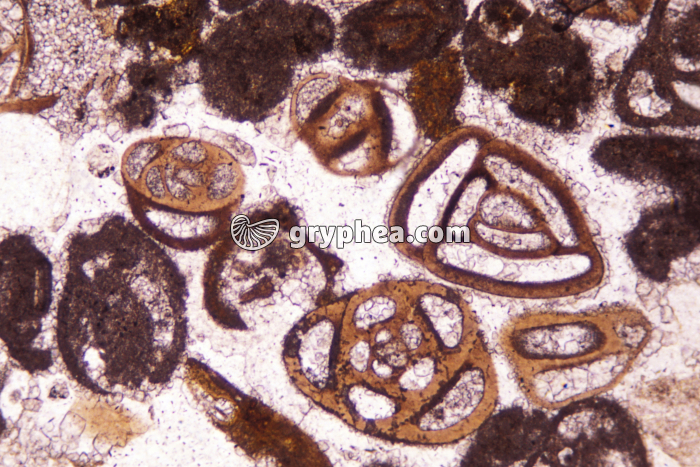 Microfossiles - foraminifères LPNA x40 - gryphea.com